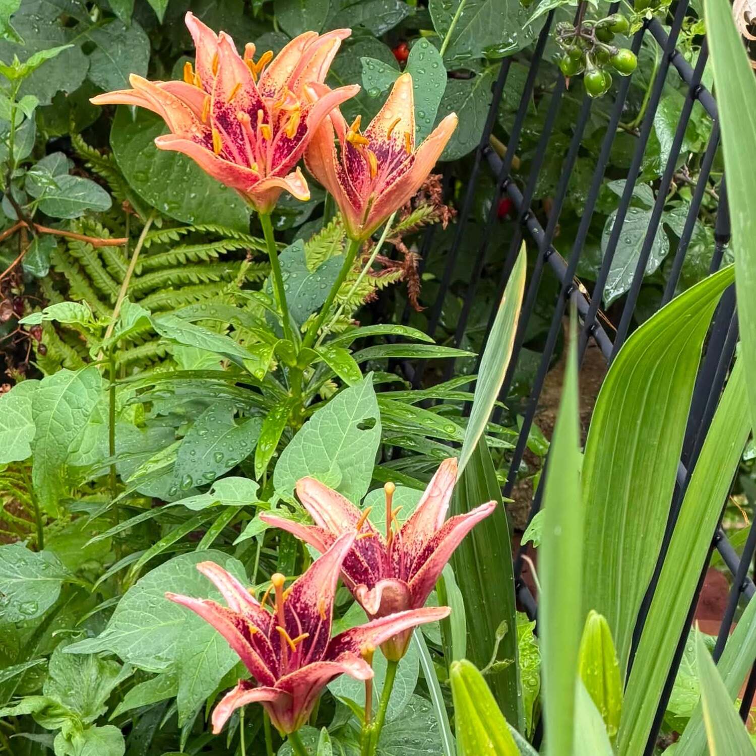 Easter Lily