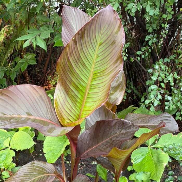 canna lily